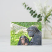 Alter und junger Schimpanse - Postkarte (Stehend Vorderseite)