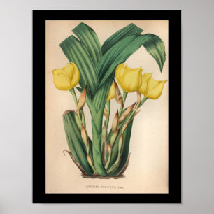 Alter Vintage-Orchideen-Blumenprint Gelb Poster