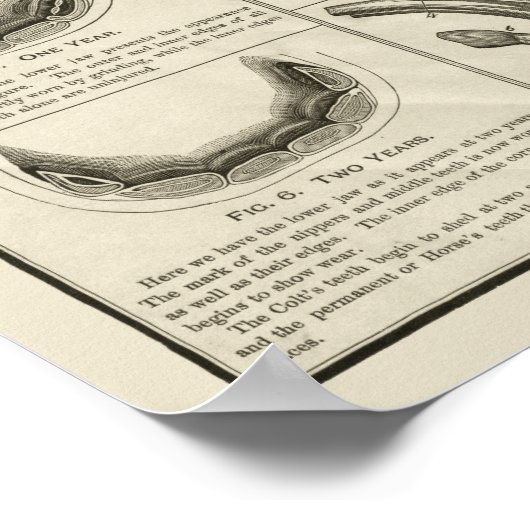 Alter von Pferd nach Zähne Diagramm Anatomie Poste Poster (Ecke)