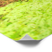 alter Wachstumswald auf der Anhöhe der Patriarchen Poster (Ecke)