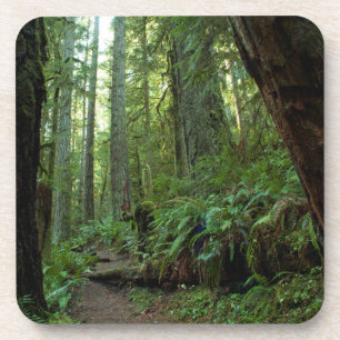 Alter Wachstumswald im Twanoh Staat Park, WA Getränkeuntersetzer