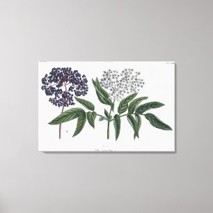 Ältere, Abb. 13 von "The Young Landsman", herausge Leinwanddruck