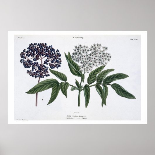 Ältere, Abb. 13 von "The Young Landsman", herausge Poster (Vorne)