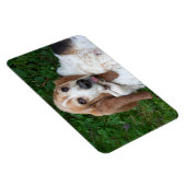 Ältere Basset Magnet (Rechte Seite)