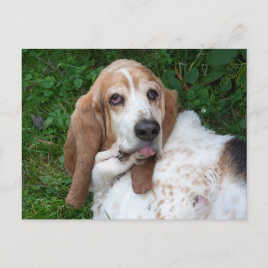Ältere Basset Postkarte (Vorderseite)