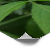 Ältere Poster (Ecke)