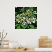 Ältere Poster (Küche)