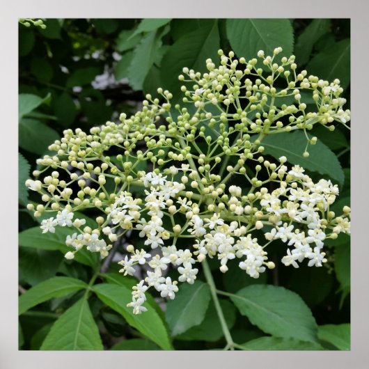 Ältere Poster (Vorne)