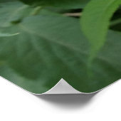 Ältere Poster (Ecke)