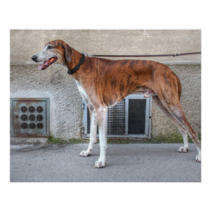 Älterer Brindle Windhund Poster
