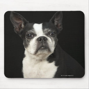 Älteres Bosten Terrier auf schwarzem Hintergrund Mousepad