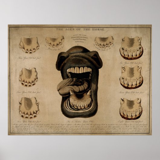 Älteres Pferd Mouth Zähne alt Ätzen Wasserfarbe Poster (Vorne)