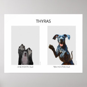 Alternder personalisierter Deutsche Dogge  Poster