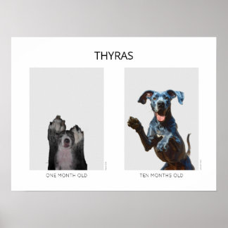 Alternder personalisierter Deutsche Dogge Poster