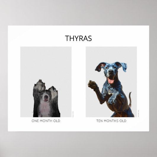 Alternder personalisierter Deutsche Dogge  Poster (Vorne)