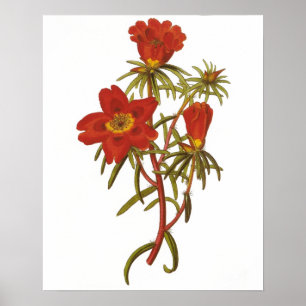 Altes Botanikposter Poster
