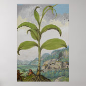 Altes botanisches Art Solomons Siegel Poster (Vorne)