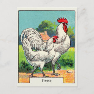 Altes Bresse-Huhn Postkarte