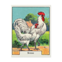 Altes Bresse-Huhn