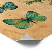 Altes Butterfly Antiquitätenposter Poster (Ecke)