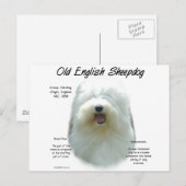 Altes englisches Sheepdog-Geschichtsdesign Postkarte (Vorne/Hinten)
