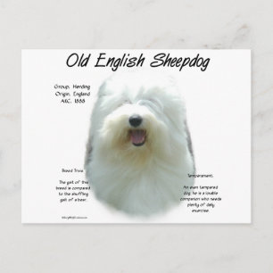Altes englisches Sheepdog-Geschichtsdesign Postkarte