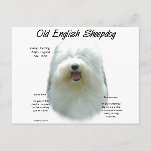Altes englisches Sheepdog-Geschichtsdesign Postkarte (Vorderseite)