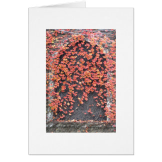 Altes Fenster mit rotem Efeu