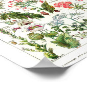 Altes französisches botanisches Plakat (Ecke)