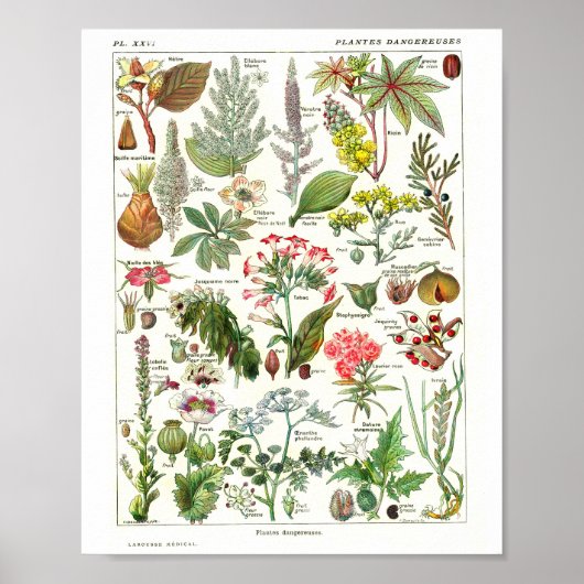 Altes französisches botanisches Plakat (Vorne)