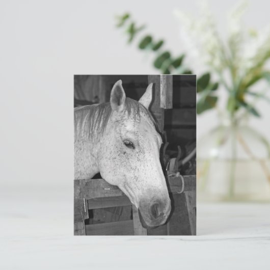 Altes Graupferd Postkarte (Stehend Vorderseite)