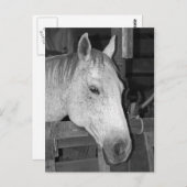 Altes Graupferd Postkarte (Vorne/Hinten)