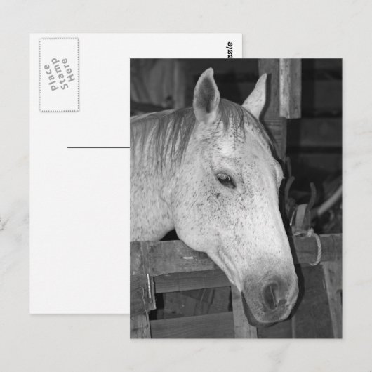 Altes Graupferd Postkarte (Vorne/Hinten)