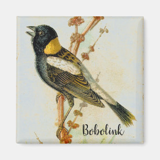 Altes handgezeichnet Bobolink Bird Magnet