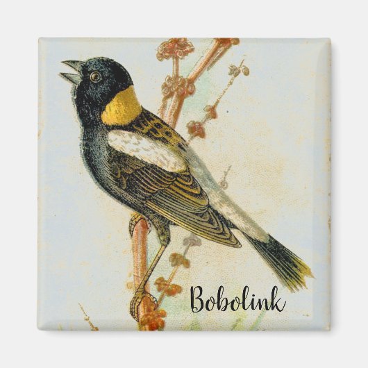 Altes handgezeichnet Bobolink Bird Magnet (Vorne)