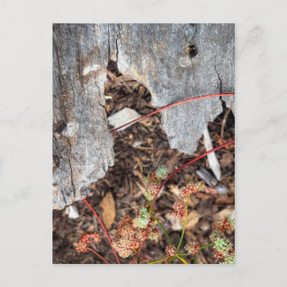 Altes Holz und Wildblumen Postkarte