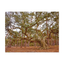 Altes Live-Eak auf dem Cadillac Platz