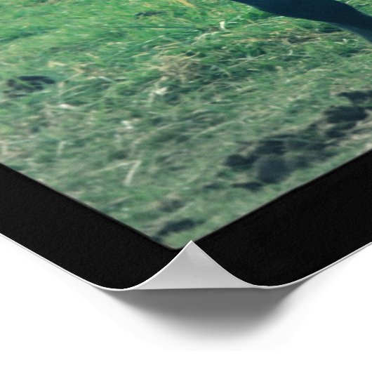 Altes Pferd Foto über digitale Filmkunst Poster (Ecke)