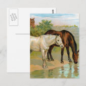 Altes Pferdebild Postkarte (Vorne/Hinten)