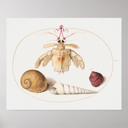 Altes Poster mit Illustrationen des Meereslebens (Vorne)