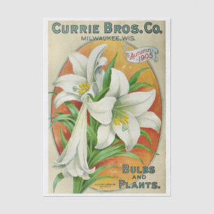 Altes Samen-Katalog Currie Bros 1905 Lilien Seidenpapier