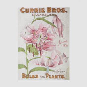 Altes Sämereien-Katalog Currie Bros, Herbst 1903 Seidenpapier
