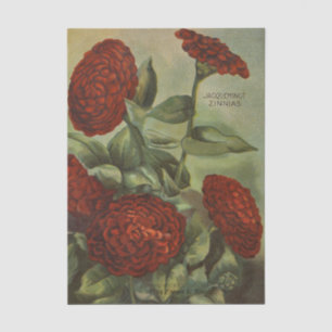 Altes Sämereien-Katalog, Emma White, Rote Zinnias Seidenpapier