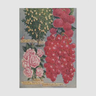 Altes Sämereiverzeichnis, Dorothy Perkins Rose, Ob Seidenpapier