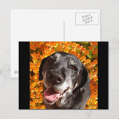 Altes Schwarzes Labrador Postkarte (Vorne/Hinten)