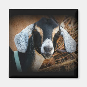 Altes Ziege Nubian Porträt-Foto Magnet