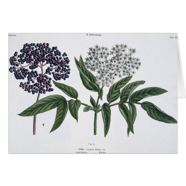 Ältestes, Fig. 13 "vom jungen Landsman", publishe (Vorderseite (Horizontal))