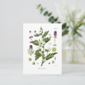 Althaea officinalis postkarte (Stehend Vorderseite)