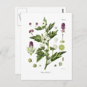 Althaea officinalis postkarte (Vorne/Hinten)