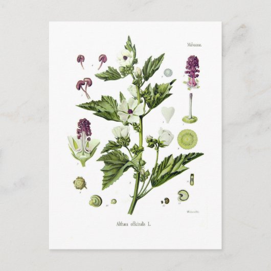 Althaea officinalis postkarte (Vorderseite)
